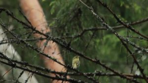 Пеночка-трещотка (березовка) // Phylloscopus sibilatrix // Wood warbler