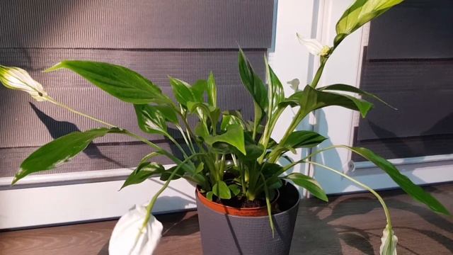 Just Spathiphyllum / только спатифиллум  / Timelapse