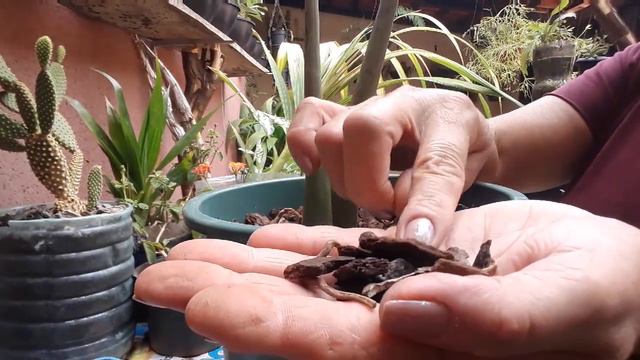 Replantando Zamioculca🌱 смотреть онлайн