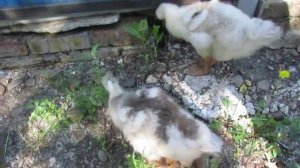 Гусятам 1 месяц . Приучаем к самостоятельному выпасу.
