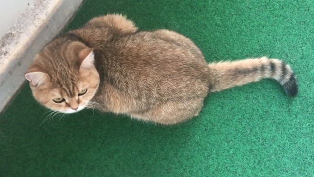 ?☀️?ЗОЛОТЫЕ ШИНШИЛЛЫ КОШКИ???БРИТАНКИ ЗОЛОТЫЕ?