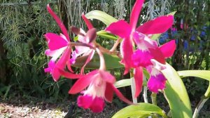 Blc. Booth Lee 'Venice', gourgeous cattleya orchid blooming and being pollinated @Orchid Newbee