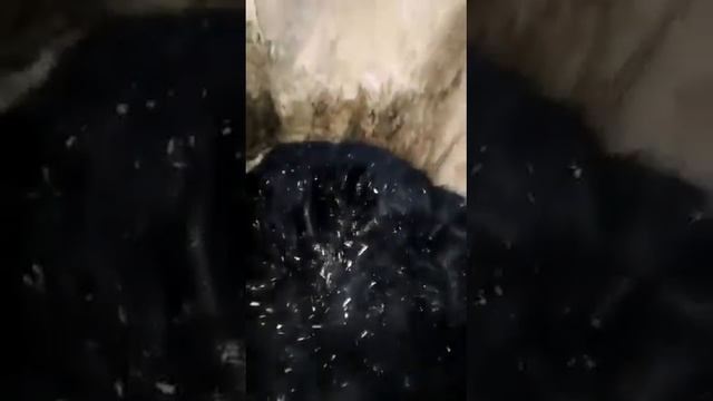 История о том, как два товарища в лесу медведя нашли смотреть онлайн