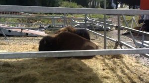 жираф, слоны, зебры мини зоопарк zooland kobzov