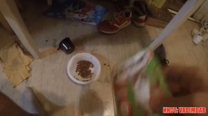 Вадим Вадимыч влог котенка больше нету