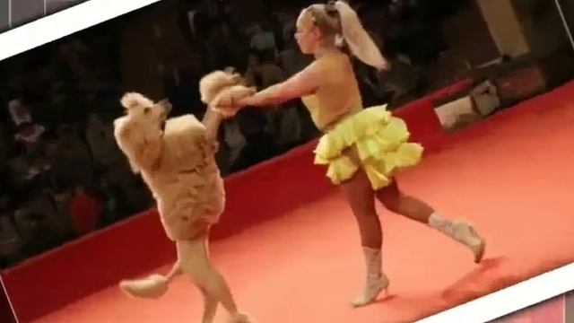 "Мадам Дано и её любовь" автор Эльфика читает Натэлла смотреть онлайн