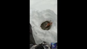 Щука попалась на красноперку. #Shorts