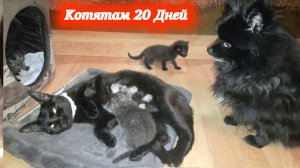 Коты и собаки, необычная пушистая семья! Котятам Симбы и Багиры 20 дней.