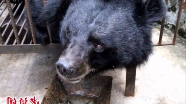 Семья думала что купила щенка. Но когда малыш подрос он оказался вовсе не собакой