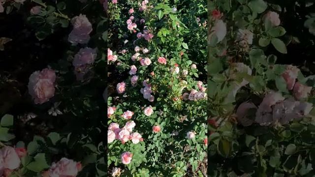 Стабильность ?Байландо?флорибунда Тантау,2008 смотреть онлайн