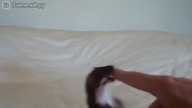 Забавная ручная ласка смотреть онлайн