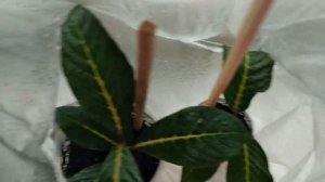 Санхеция, укоренение