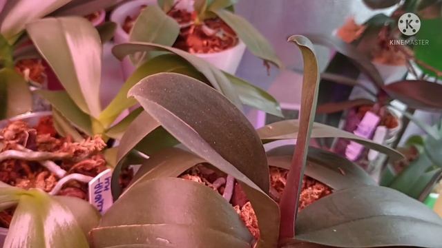 Мои орхобудни. Полив с удобрением верхней полочки стеллажа. смотреть онлайн