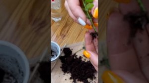 Размножение бересклета. Укоренение бересклета, результат.