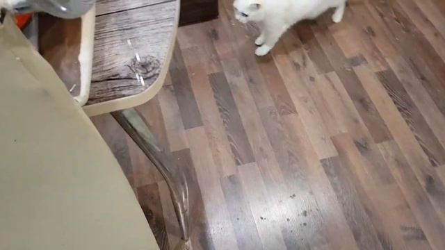 Обзор робота пылесоса. Кот в шоке что это за штука. Модель RV-R290 Radmond. смотреть онлайн