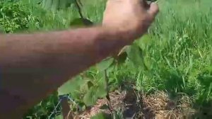 фундук сорт Пушкинский краснолистный