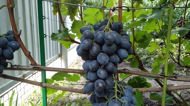 Виноград Шарада UA смотреть онлайн