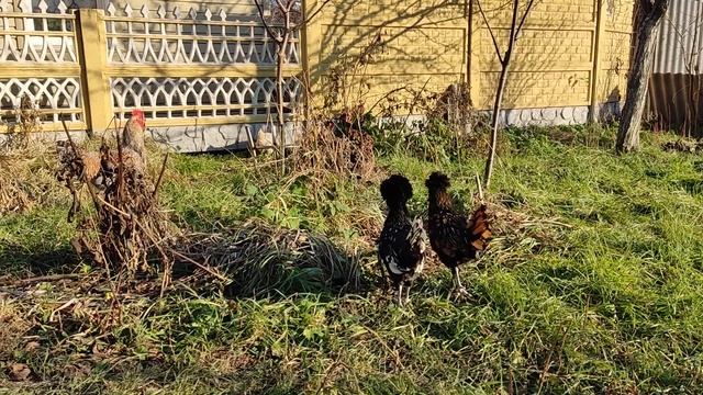 Падуаны в ноябре смотреть онлайн