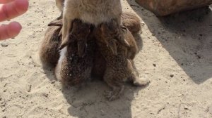 Зайчиха кормит зайчат. Пуша и приёмыши