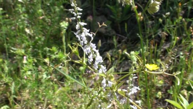 Vegetación y Etnobotánica en la comarca del Alto Palancia. Barranco de Aguas Negras смотреть онлайн