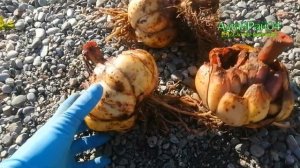 Посадка луковичных  осенью. Тюльпаны, лилии, гиацинт, крокусы, озимый лук, чеснок