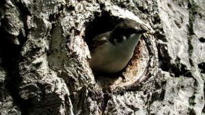 Гнездо в дупле, Мухоловка пеструшка, Pied Flycatcher
