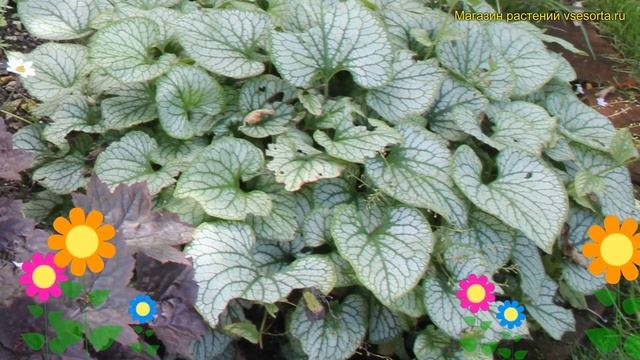 Бруннера крупнолистная Джек зе Гиант. Краткий обзор, описание brunnera macrophylla Jack the Giant смотреть онлайн