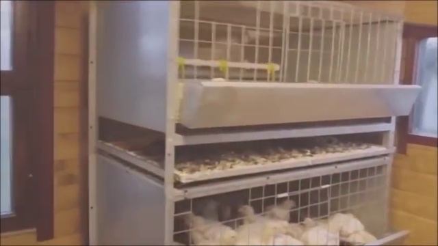 Клеточное содержание бройлеров смотреть онлайн