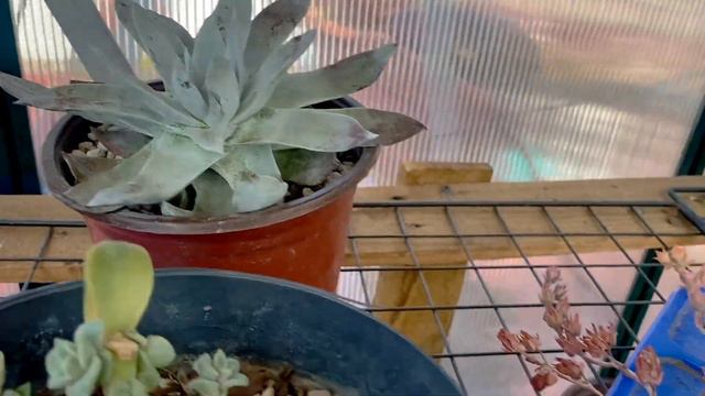 Adicción a las suculentas un tema serio y real смотреть онлайн