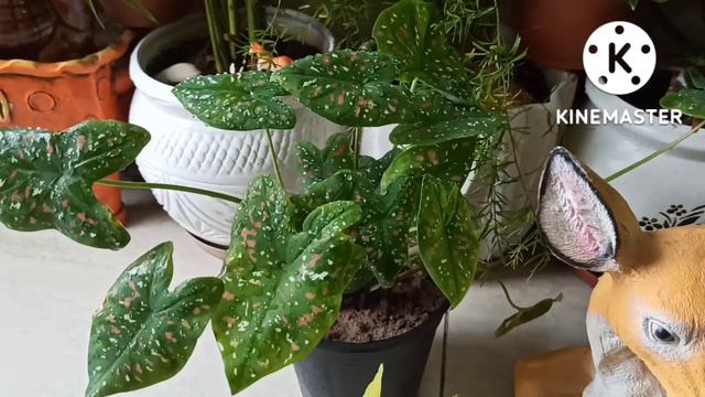 Overview of my Home Garden🏡 @gardeningwithgeetkumar