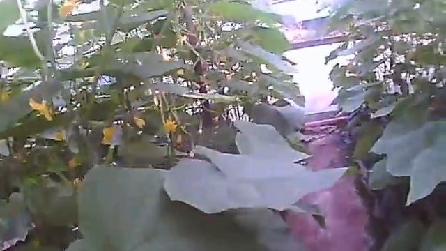 как вырастить огурец герман состояние огурца при  высадке в грунт
