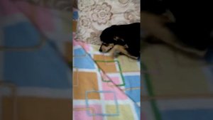 Той терьер   лечение.