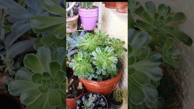 Echeveria Multicaulis: Progreso en 5 meses #short