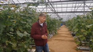 Тепличный комплекс Высокого (Огурцы)