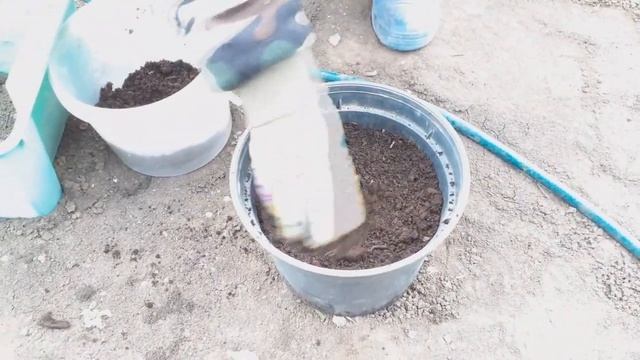 Канны посадка и уход смотреть онлайн