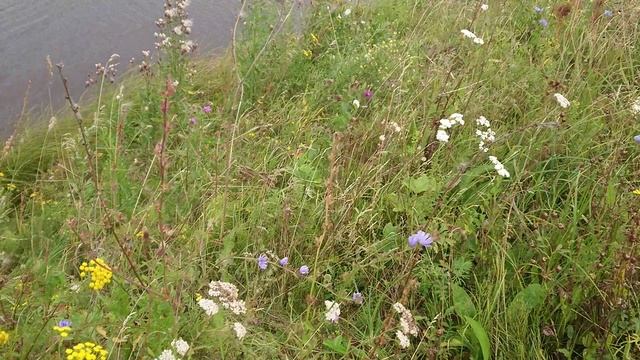 Дубы и березы 2022.mp4