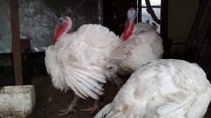 Обзор индюков Хайбрид Конвертер.