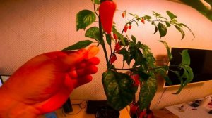 Урожай сверх острых перцев на подоконнике 7Pot, bhut jolokia