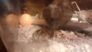 чилийская белка дегу ест мел Chilean protein