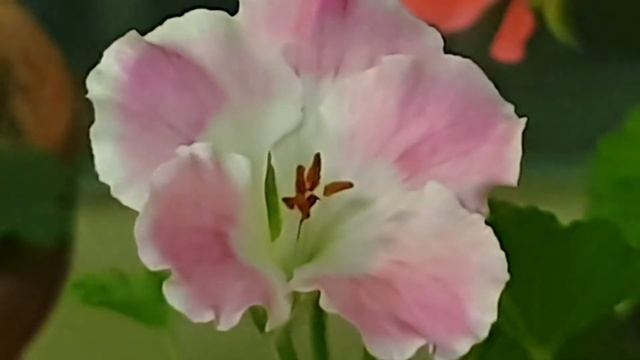 버뮤다 로즈 смотреть онлайн