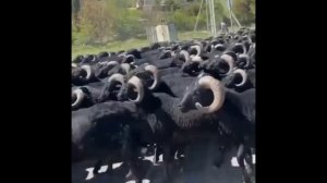 Карачаевская порода овец