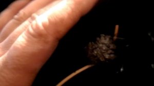 Папиллома. Бородавка. Нарост у КРС.