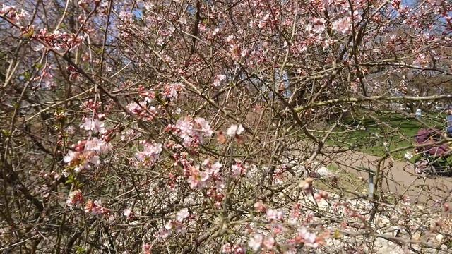 Вишня мелкоплодная (лат. Prunus microcarpa). Ботанический сад г. Орхус, Дания