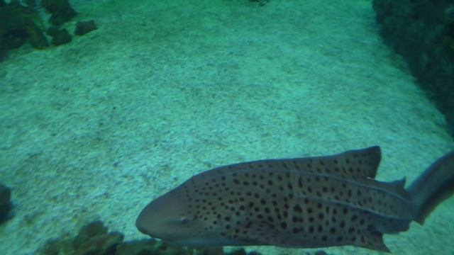 Океанариум ЧТО ОТ НАС СКРЫВАЛИ морские обитатели ТИГРОВАЯ АКУЛА МОРСКАЯ ЧЕРЕПАХА В АКВАРИУМЕ КТО БО смотреть онлайн