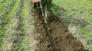 КОПАЕМ КАРТОШКУ  мотоблоком битва за урожай 2019