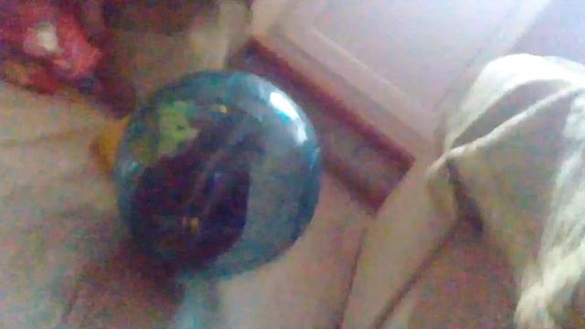 Шиншилла играет смотреть онлайн