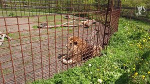 Епифань(зоопарк-конный двор-Орловка)