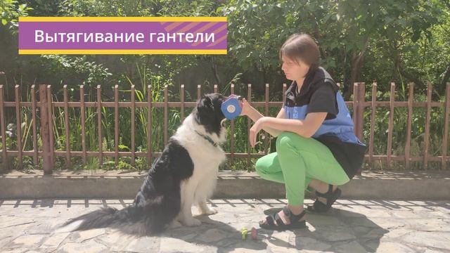 Апортировка предметов, захват и удержание гантели смотреть онлайн