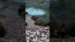 Рыбзаводы на Камчатке сливают горбушу.