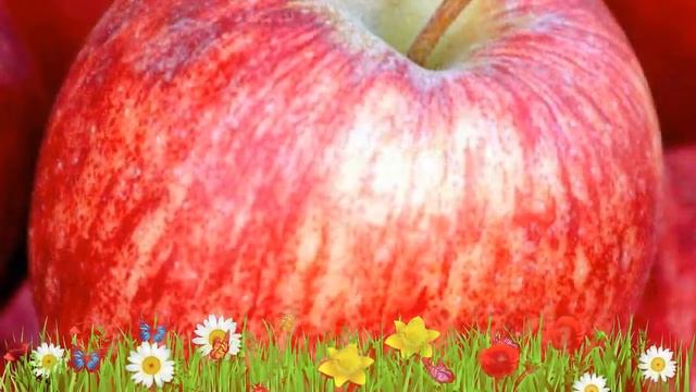Яблоня обыкновенная Бельфлёр китайка ? Посадка и уход. саженцы, крупномеры яблони: особенности сорт